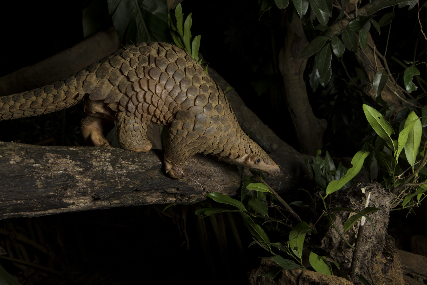 Sunda pangolin