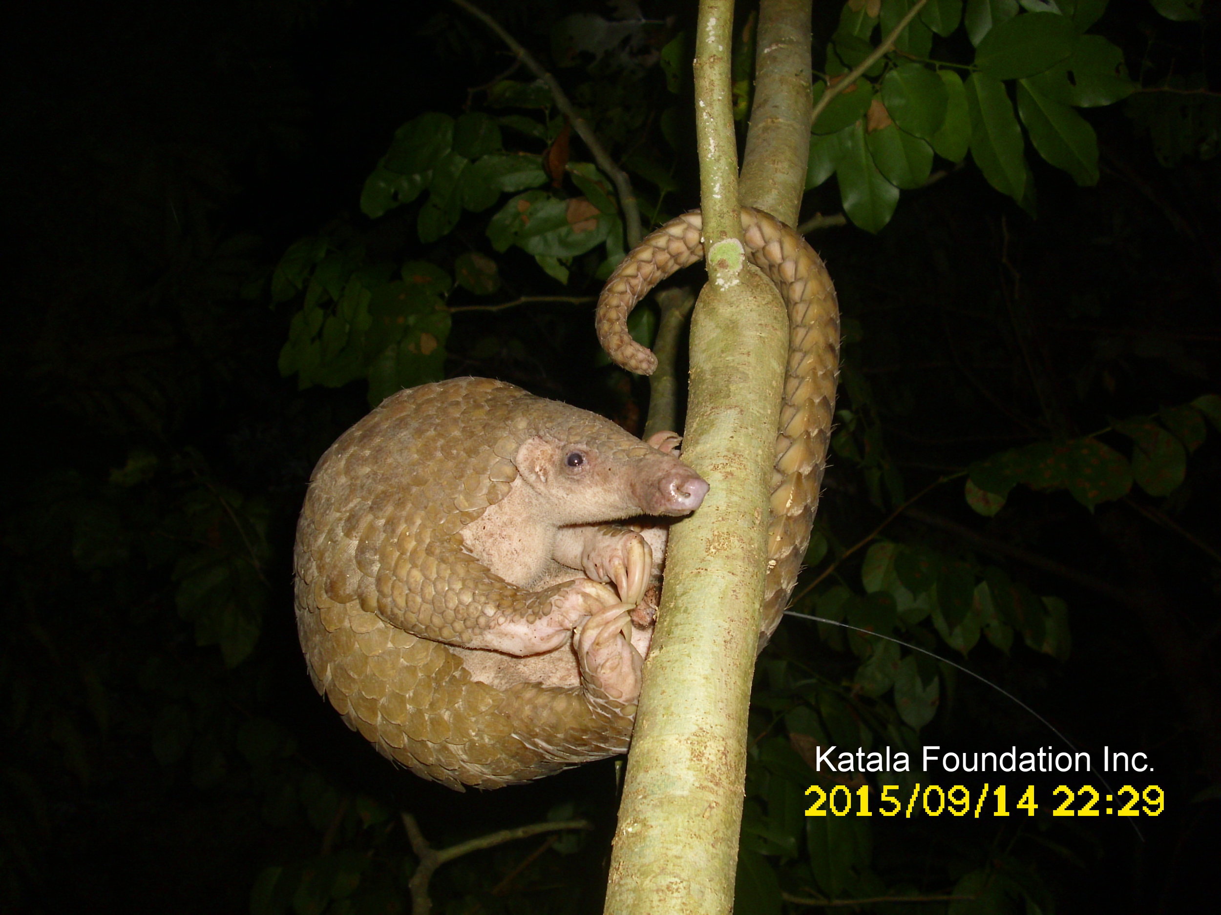 Philippine pangolin