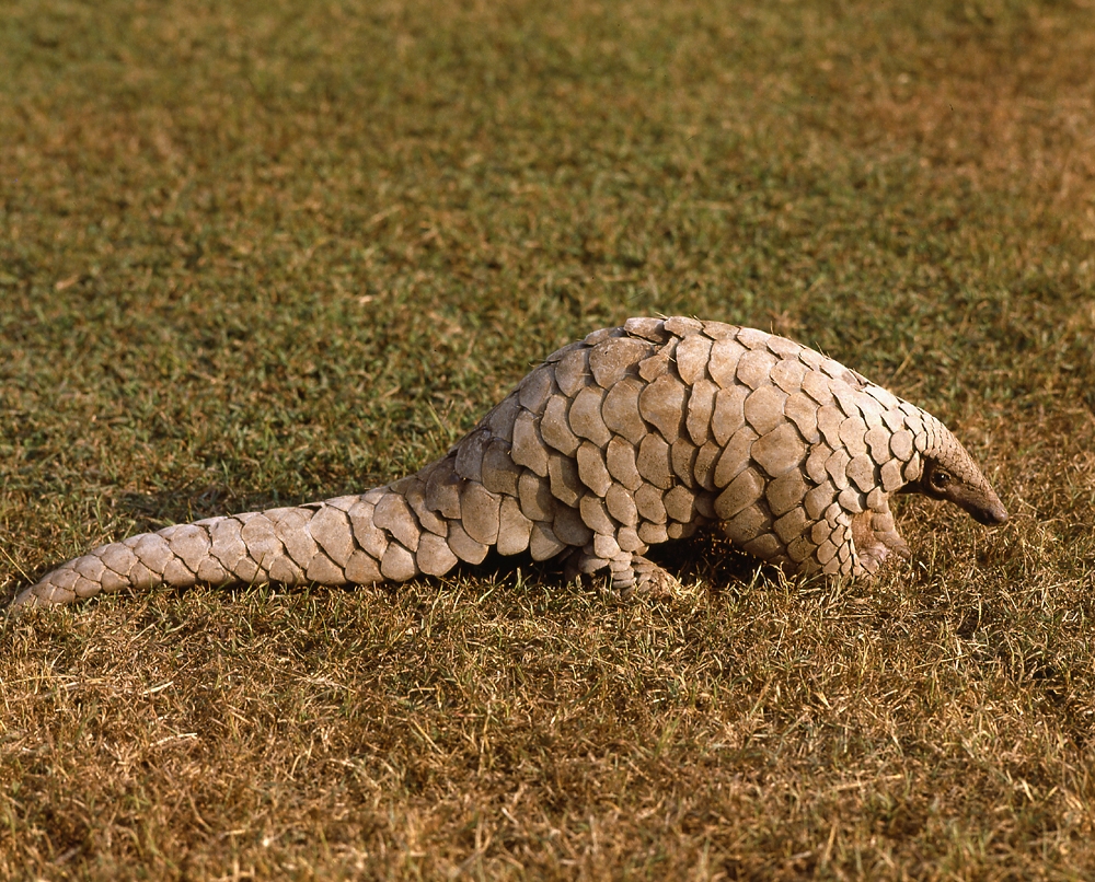 Indian pangolin