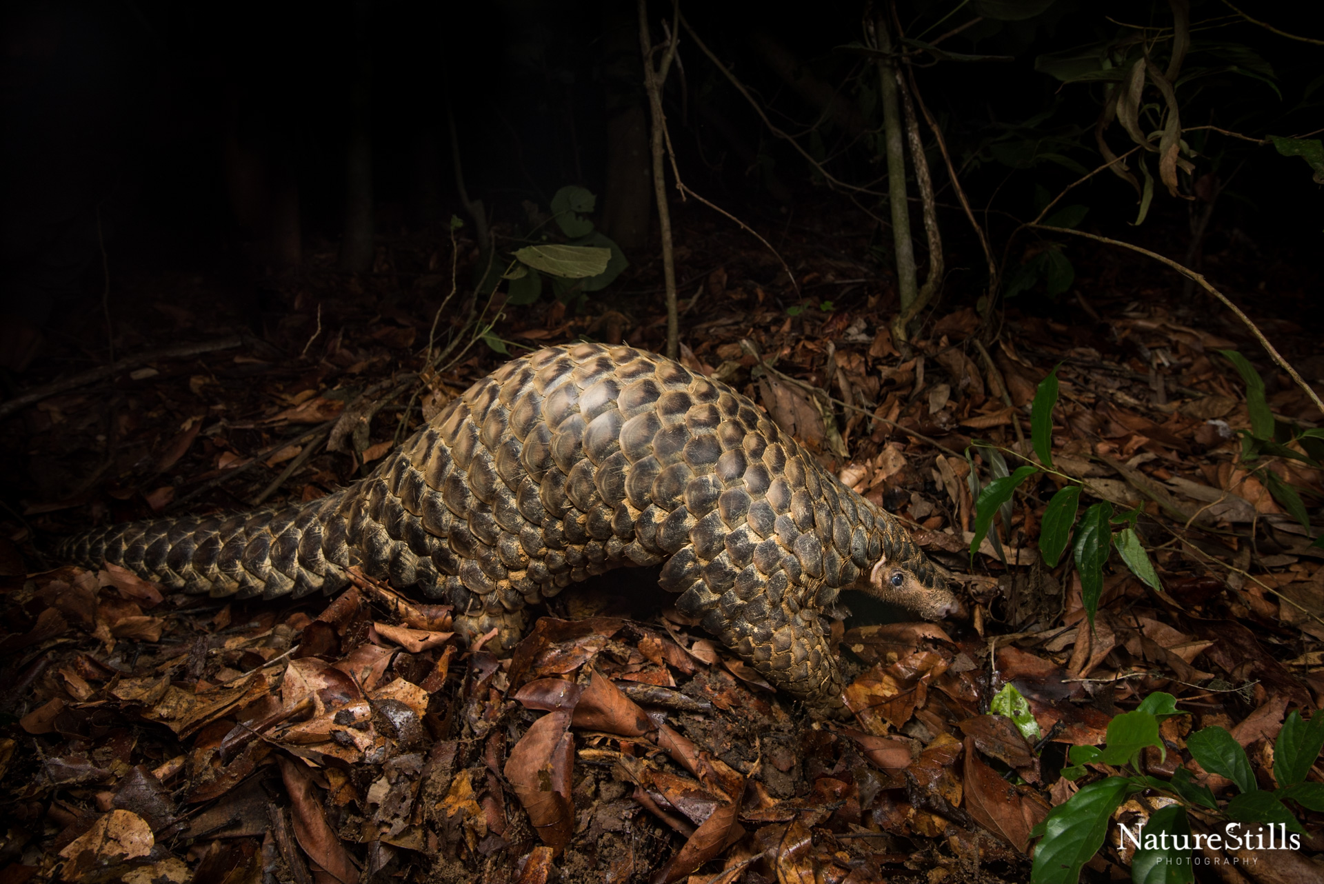 Chinese pangolin