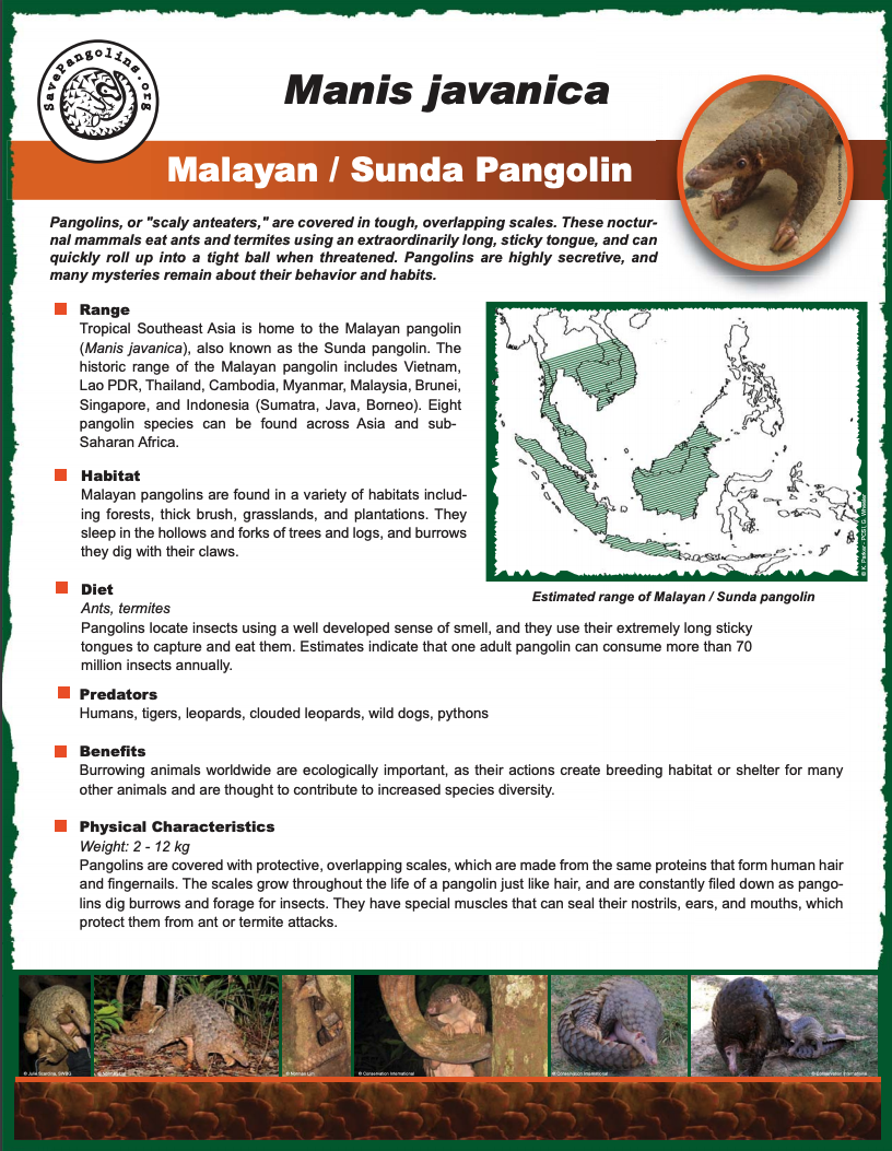 Sunda-pangolin-factsheet_preview.png