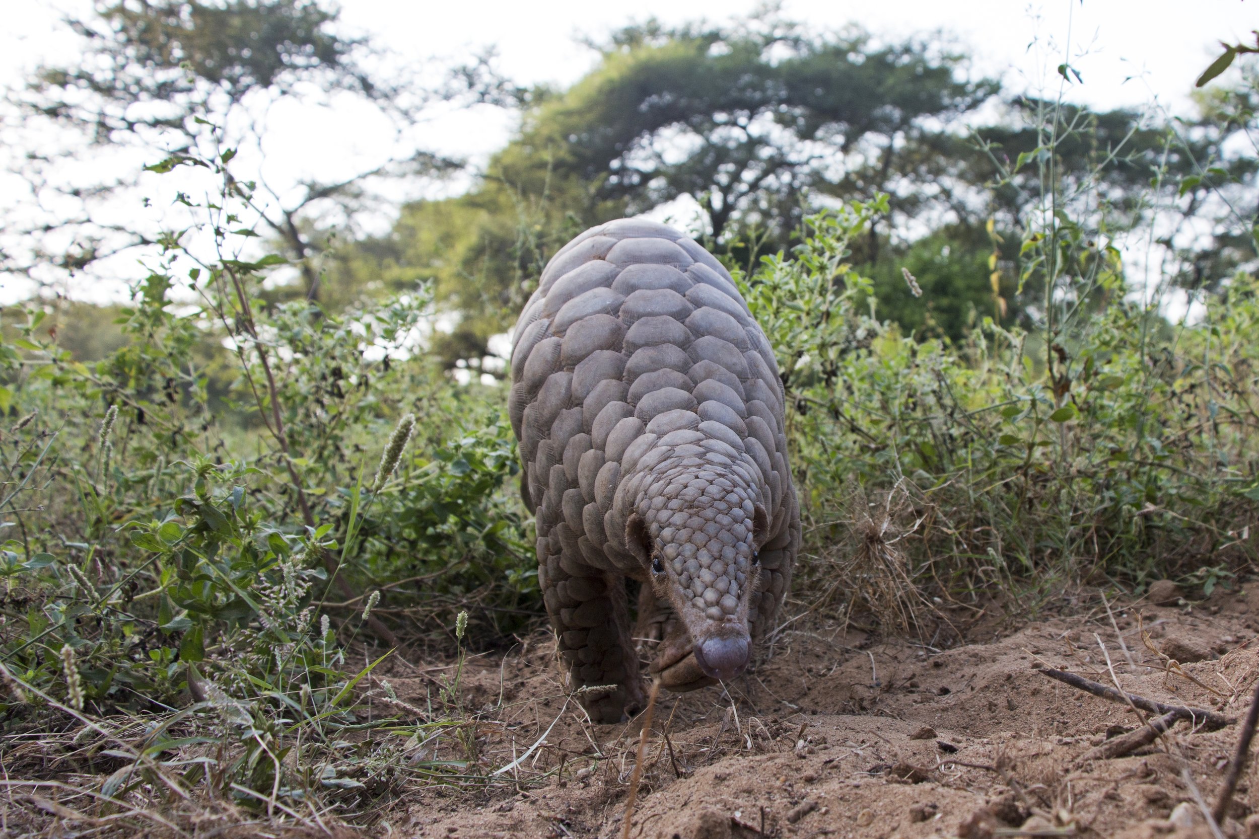 Conservation - Save Pangolins