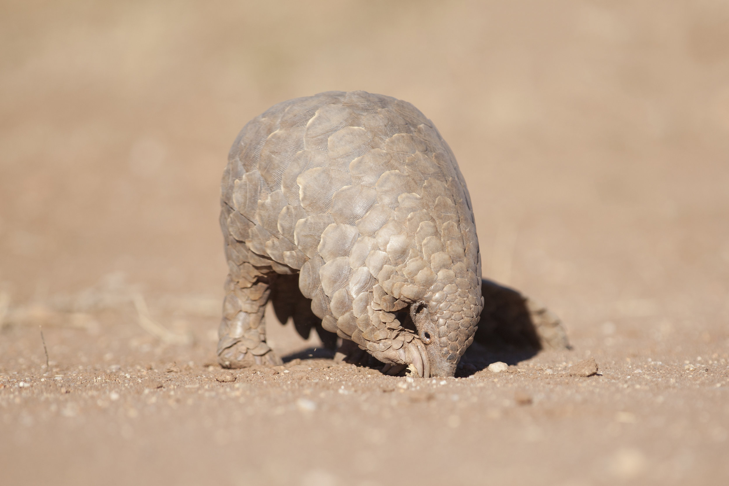 About Pangolins - Save Pangolins