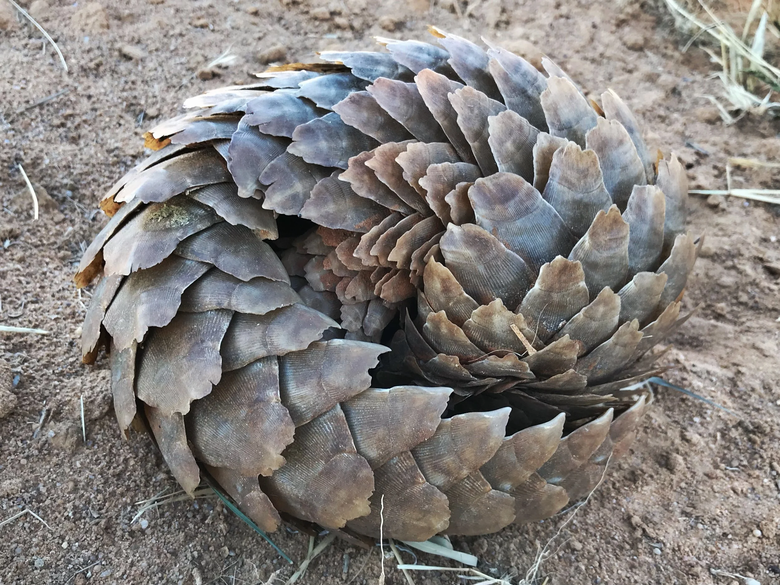 About Pangolins Save Pangolins