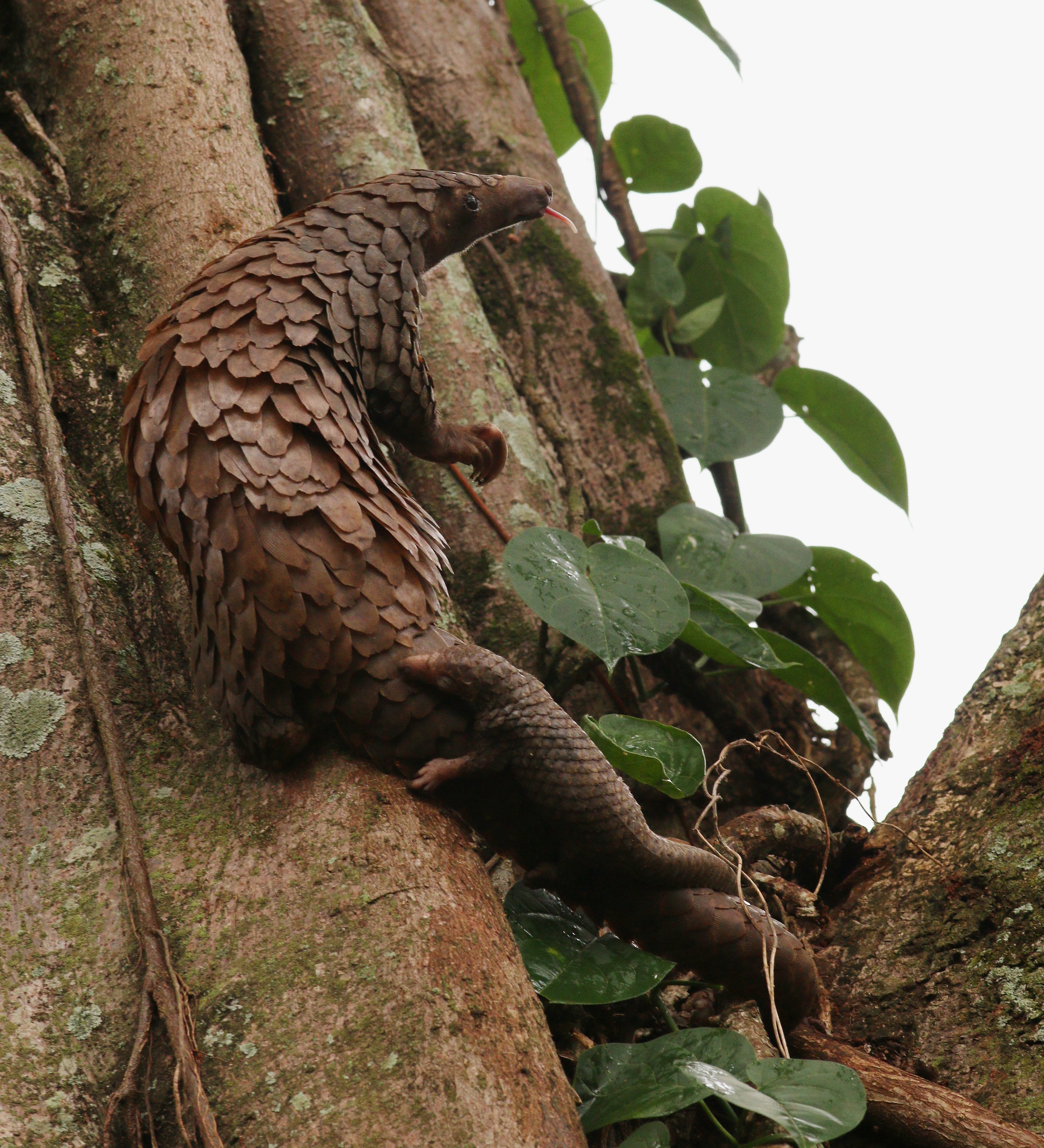 shutterstock_1339554404_Tree%2BPangolin%2Bwith%2Bbaby_Credit%2BJiri%2BProchazka.jpg