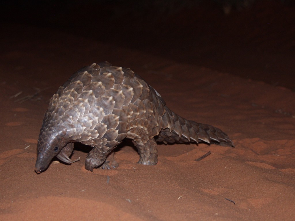 A Ground pangolin — one of the eight species declared threatened with extinction.