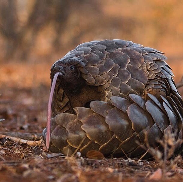 About Pangolins Save Pangolins