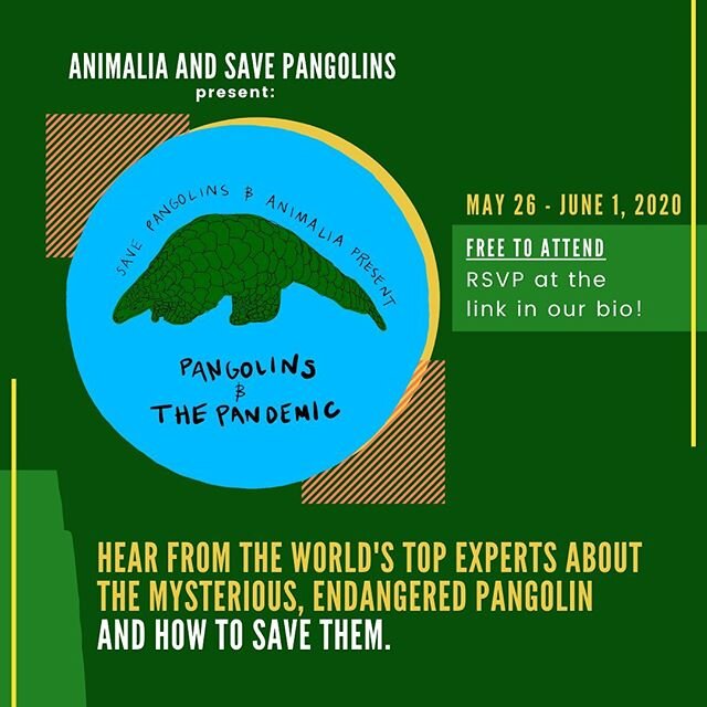 Join us May 26 - June 1 for a series of virtual sessions that will create awareness and build interest in our favorite underdog: the pangolin. The &lsquo;Pangolins &amp; the Pandemic&rsquo; event is free, open to anyone, and sessions can be viewed li
