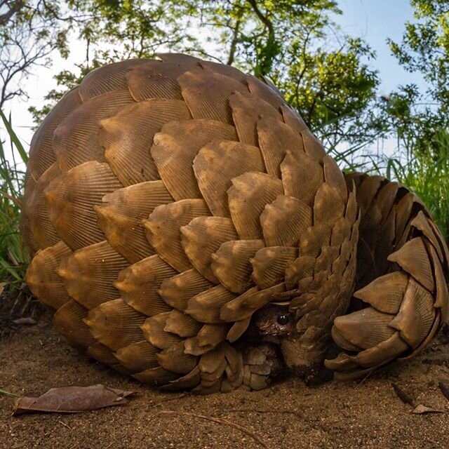 Just about anyone who knows anything about pangolins knows that they wrap themselves up in a tight ball when they feel threatened. As you can see in this picture, the edges of their scales are sharp enough to deter any predators looking for a snack. 