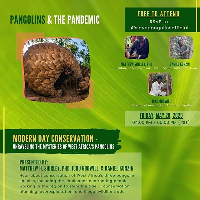 The pangolins of West Africa are going to get the spotlight for tonight&rsquo;s edition of our &ldquo;Pangolins &amp; the Pandemic&rdquo; virtual conference series. They&rsquo;ll be discussing the challenges confronting people working in the region t