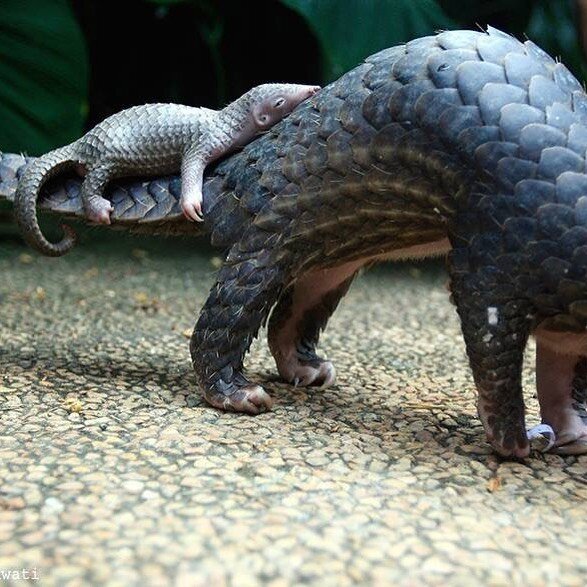 We hope you have been enjoying our &ldquo;Pangolin &amp; the Pandemic&rdquo; event, we&rsquo;re still in the middle of the week and of course there&rsquo;s more to come. If you like what you&rsquo;ve seen and the work being done by Save Pangolins, co