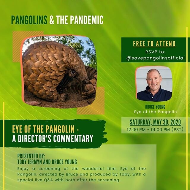This day is PACKED with pangolin information! First on the agenda is a screening of the wonderful film Eye of the Pangolin with a special live question and answer session with the filmmakers afterwards.

Then right after that, we&rsquo;ll be going in