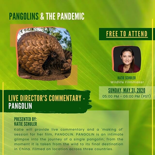 The virtual film festival portion of our &ldquo;Pangolins &amp; the Pandemic&rdquo; continues today with a screening of the film &ldquo;PANGOLIN&rdquo; with wildlife filmmaker Katie Schuler. The film traces the story of a single pangolin taken from i