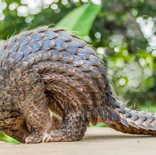 It&rsquo;s been an exciting couple of days for pangolins. First, it was announced that the government of China would be upgrading the protection status of Chinese and Sunda pangolins to National Level 1, the highest level of protection in the country