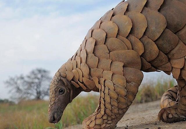 The minimal knowledge about pangolins in Pakistan fuels negative perceptions of the species by some local people. For instance, they see pangolins as an agriculture pest, despite the fact that pangolins primarily feed on ants and termites, which may 