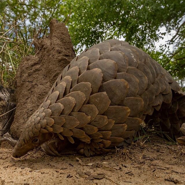 It&rsquo;s been an interesting time to be a pangolin fan. Thanks for coming along for the ride. This gorgeous photo 📷 by @jenguyton shows a Temminck's ground pangolin in Mozambique. 
#pangolin #nature #mozambique #conservation #wildlife