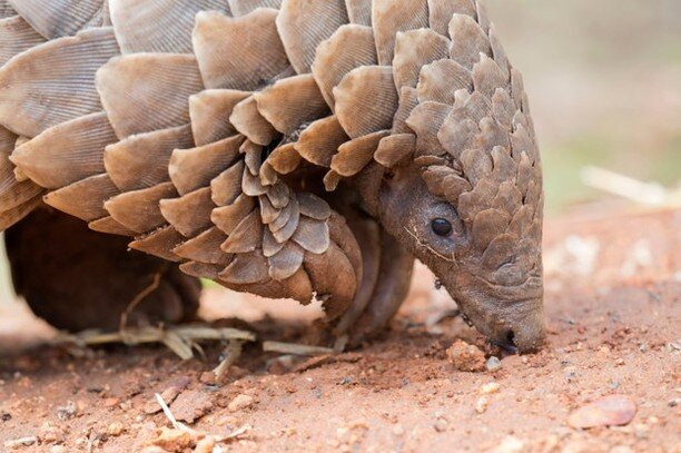 The ground pangolin is under the highest protection in Kenya under the Kenya Wildlife Act, yet the majority of poaching incidents happen without apprehension. There is insufficient knowledge and awareness among conservationists about the status and d