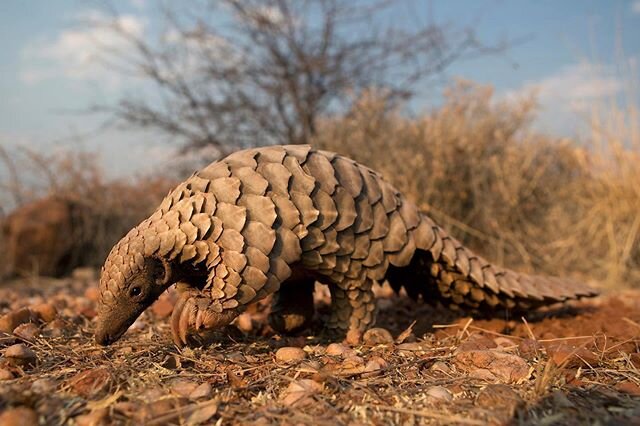 Happy Father&rsquo;s Day from the Pangolin Crisis Fund!