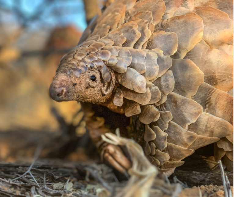 Saving Pangolins from Electric Fencing in South Africa — Save Pangolins
