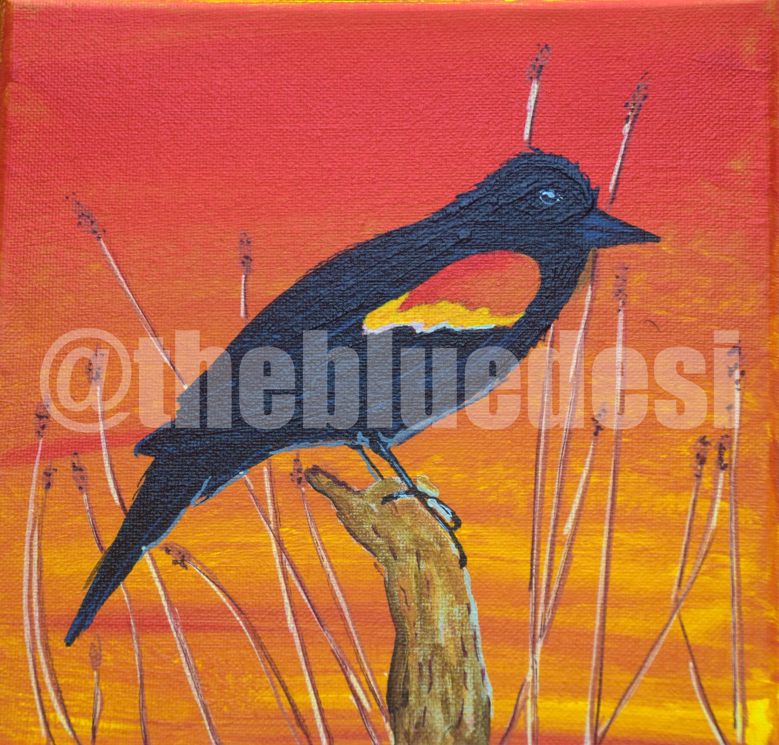 Red Winged Blackbird