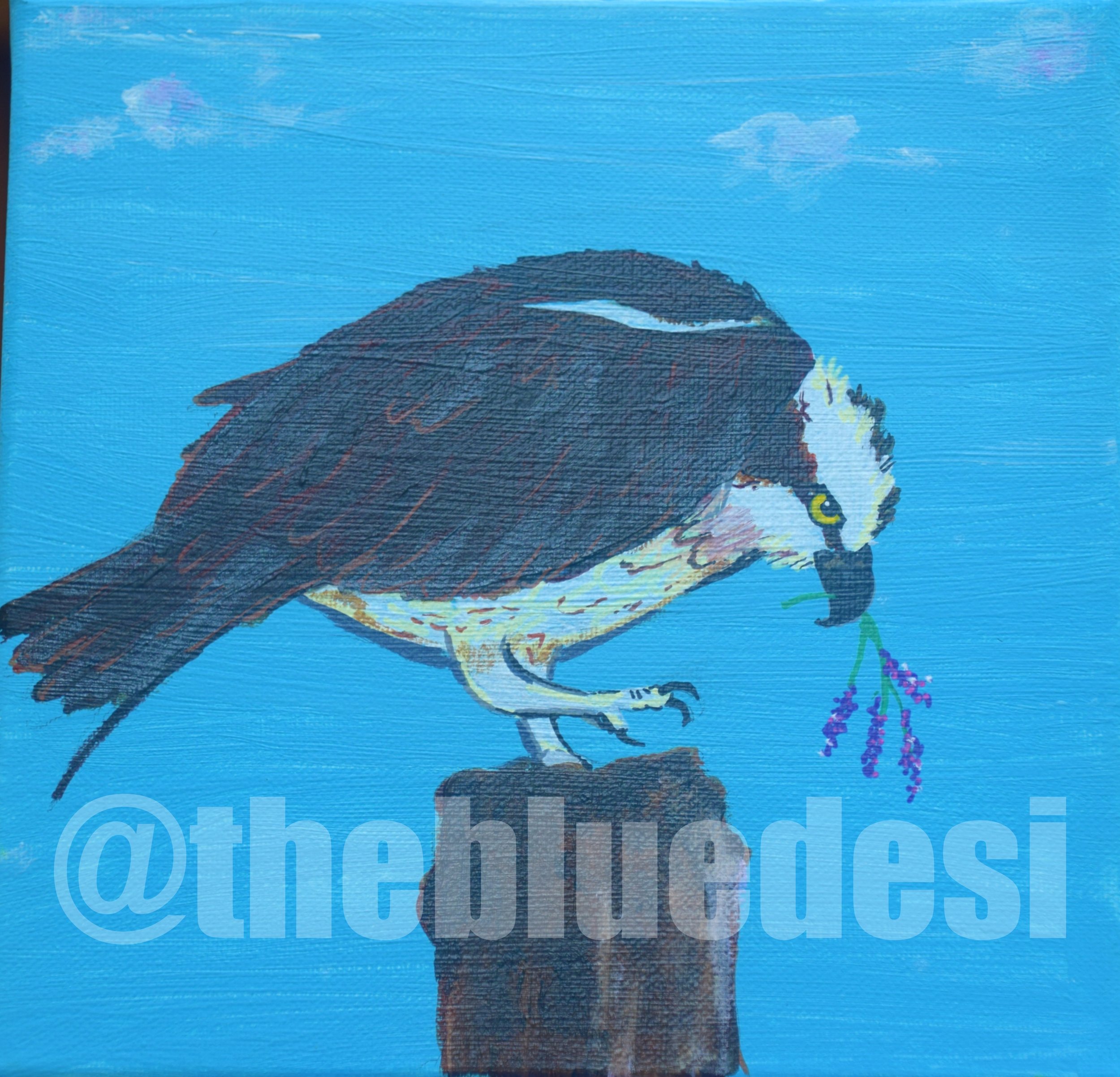  Osprey 