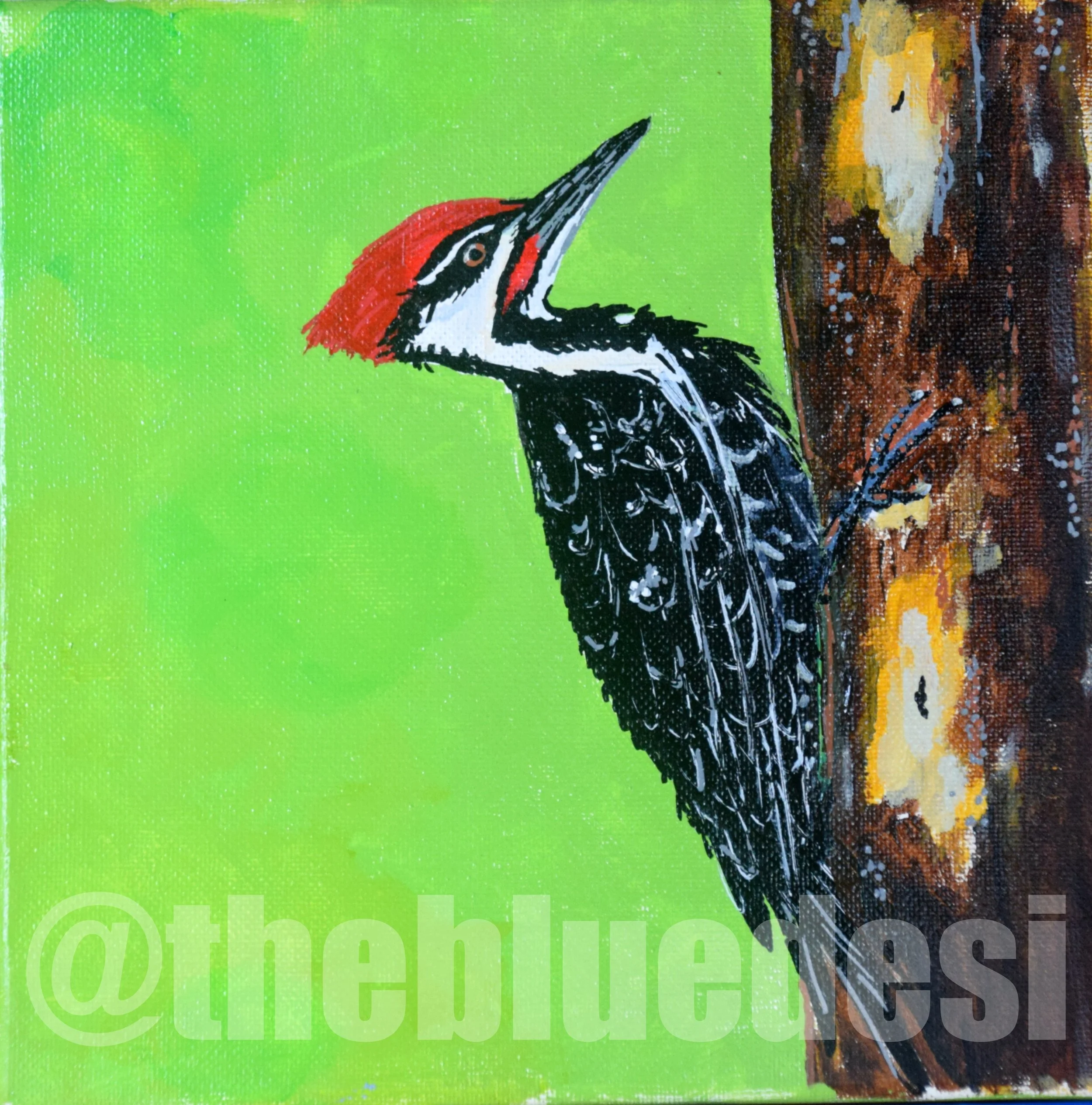 Pileated Woodpecker 