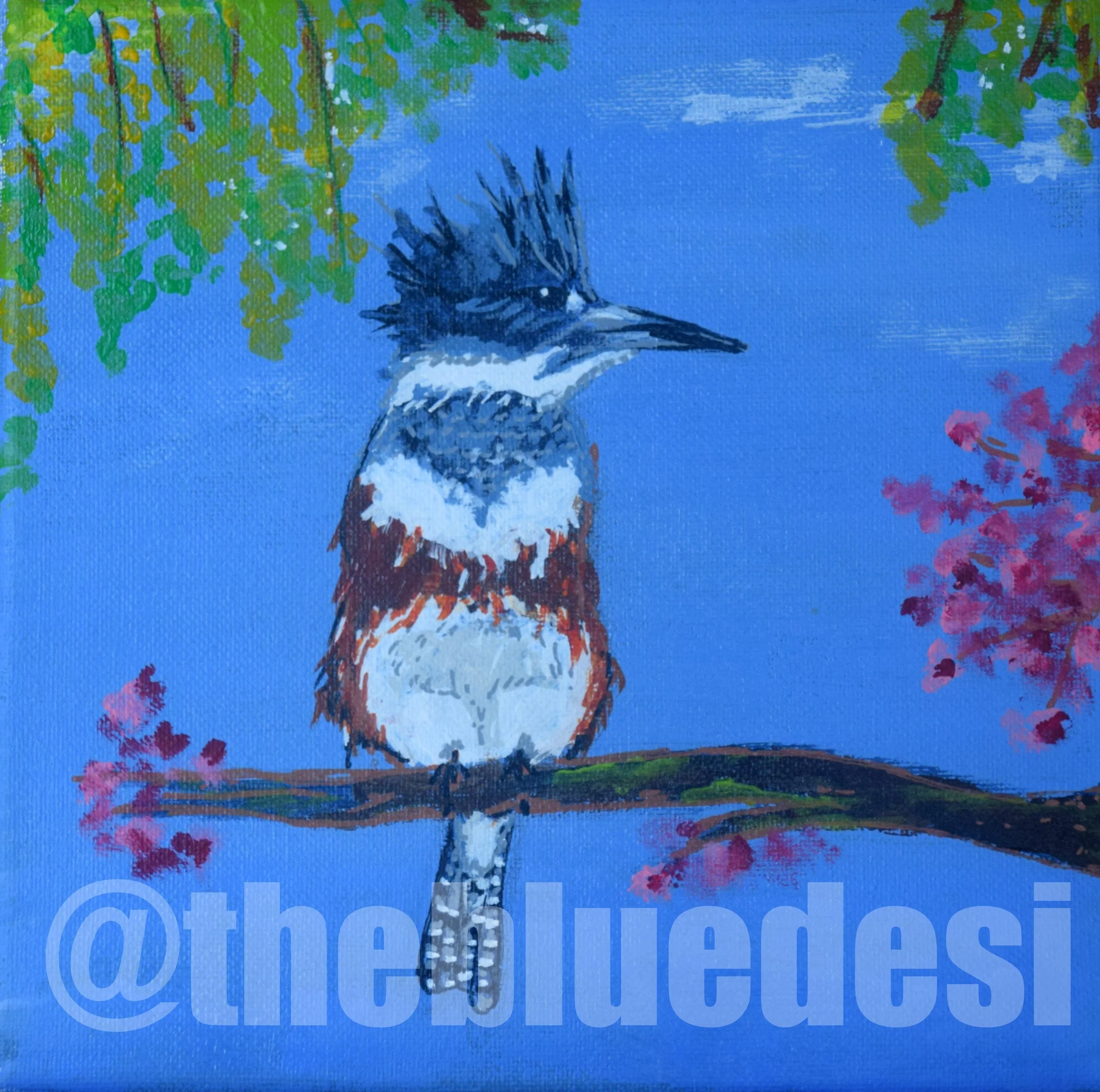 Belted Kingfisher