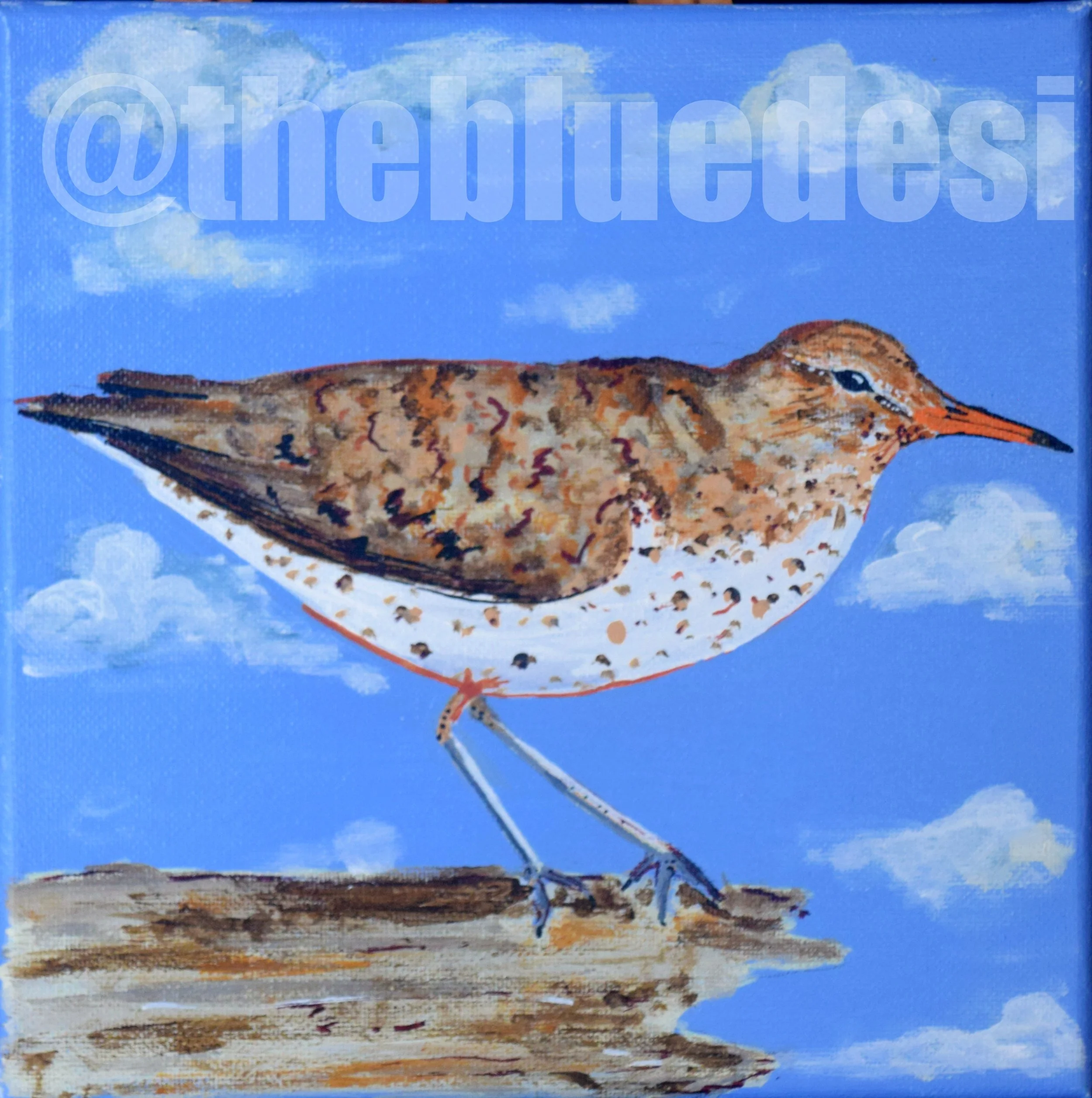 Spotted Sandpiper