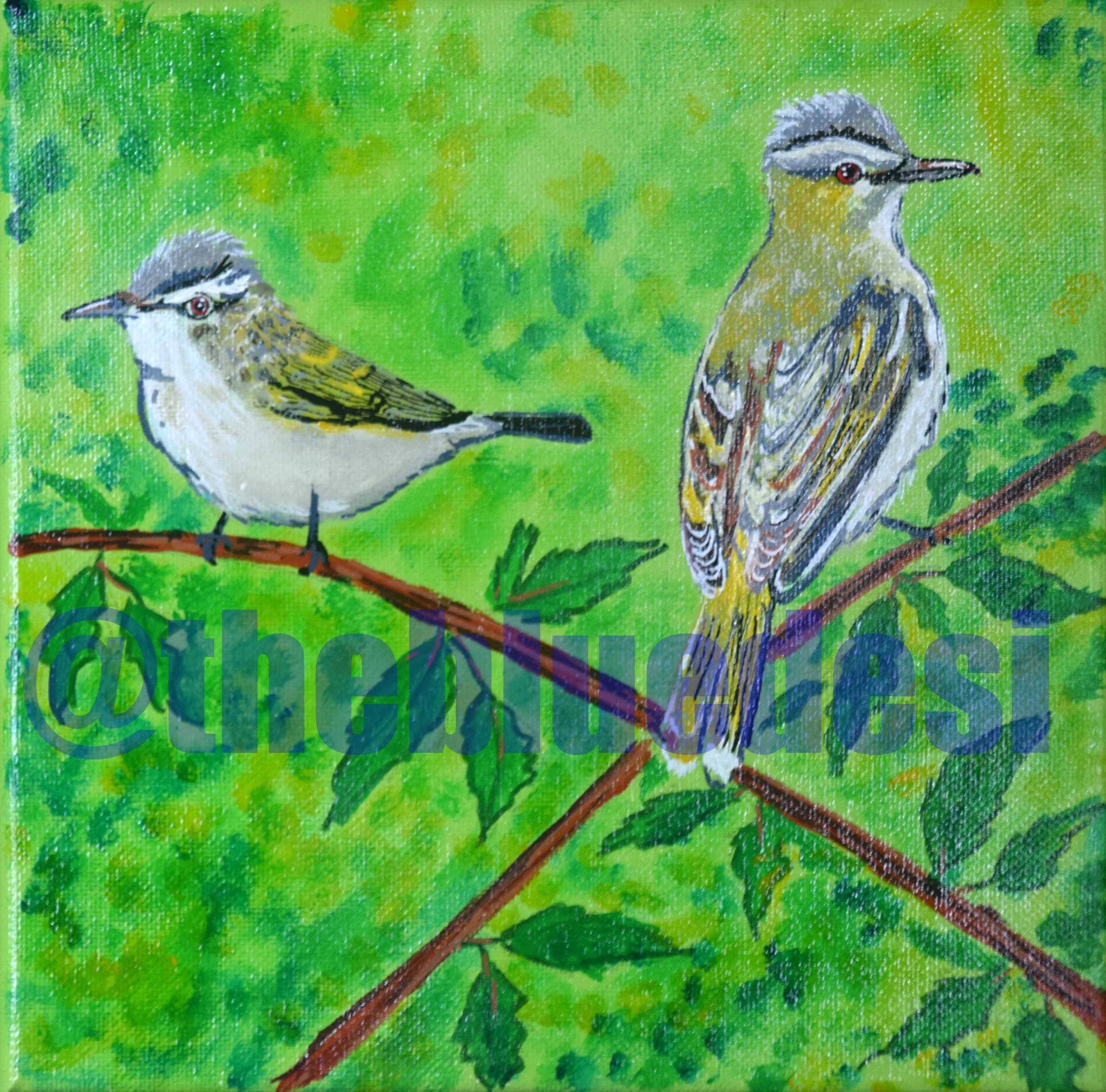 Red Eyed Vireo