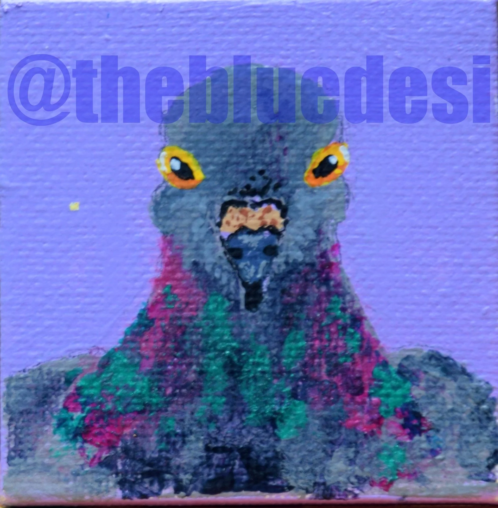 Pigeon 1