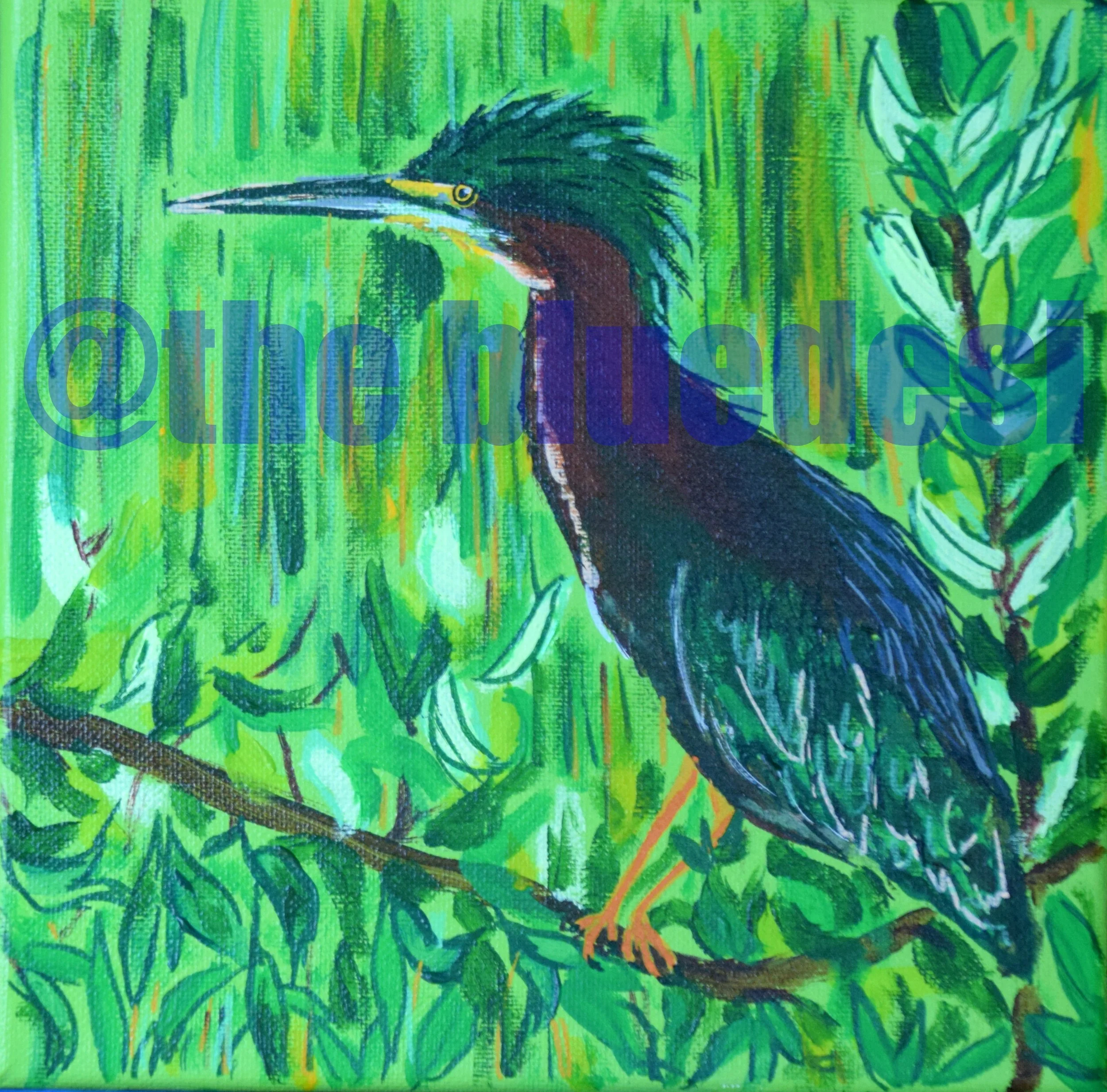 Green Heron