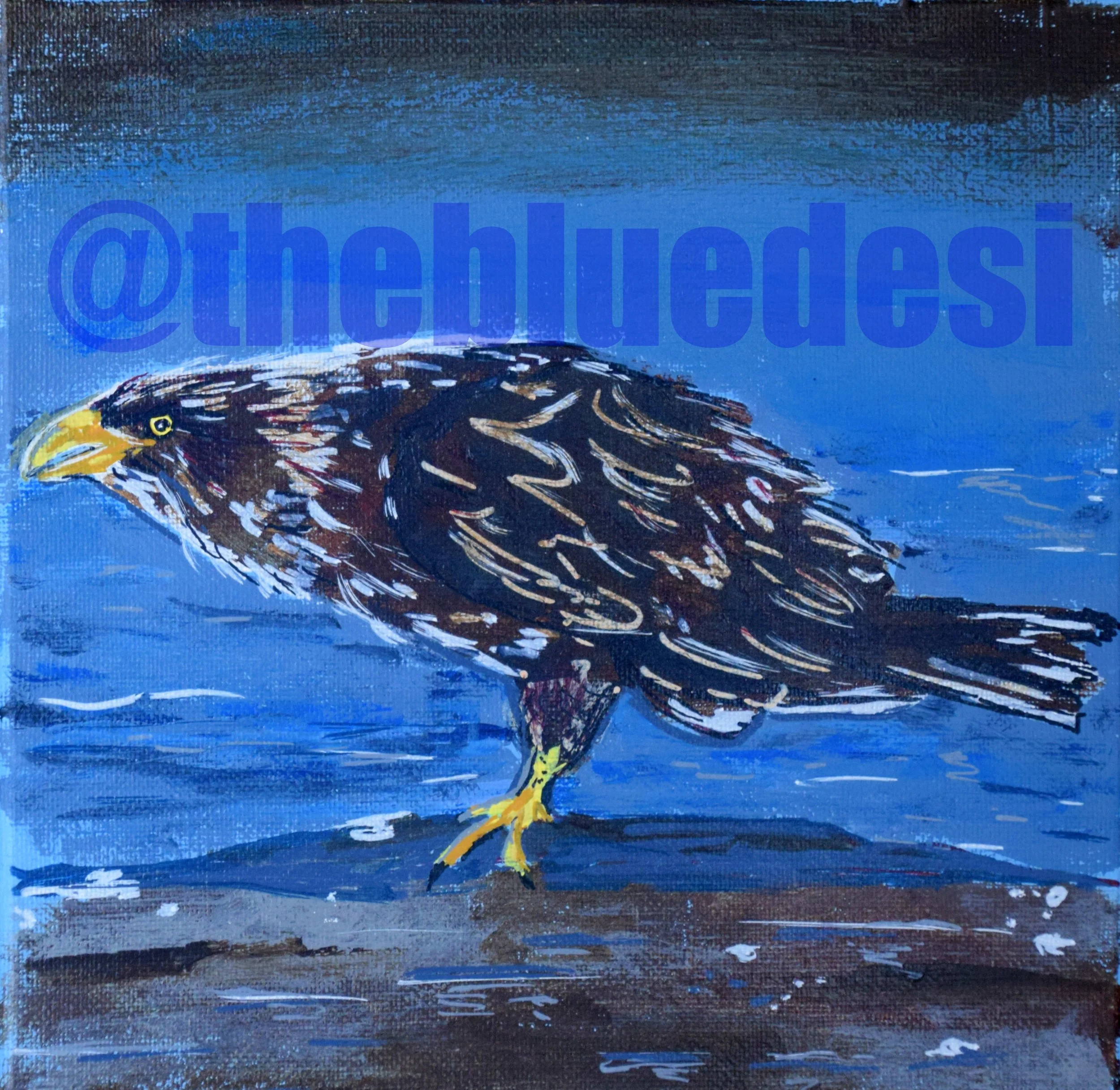 Juvenile Bald Eagle