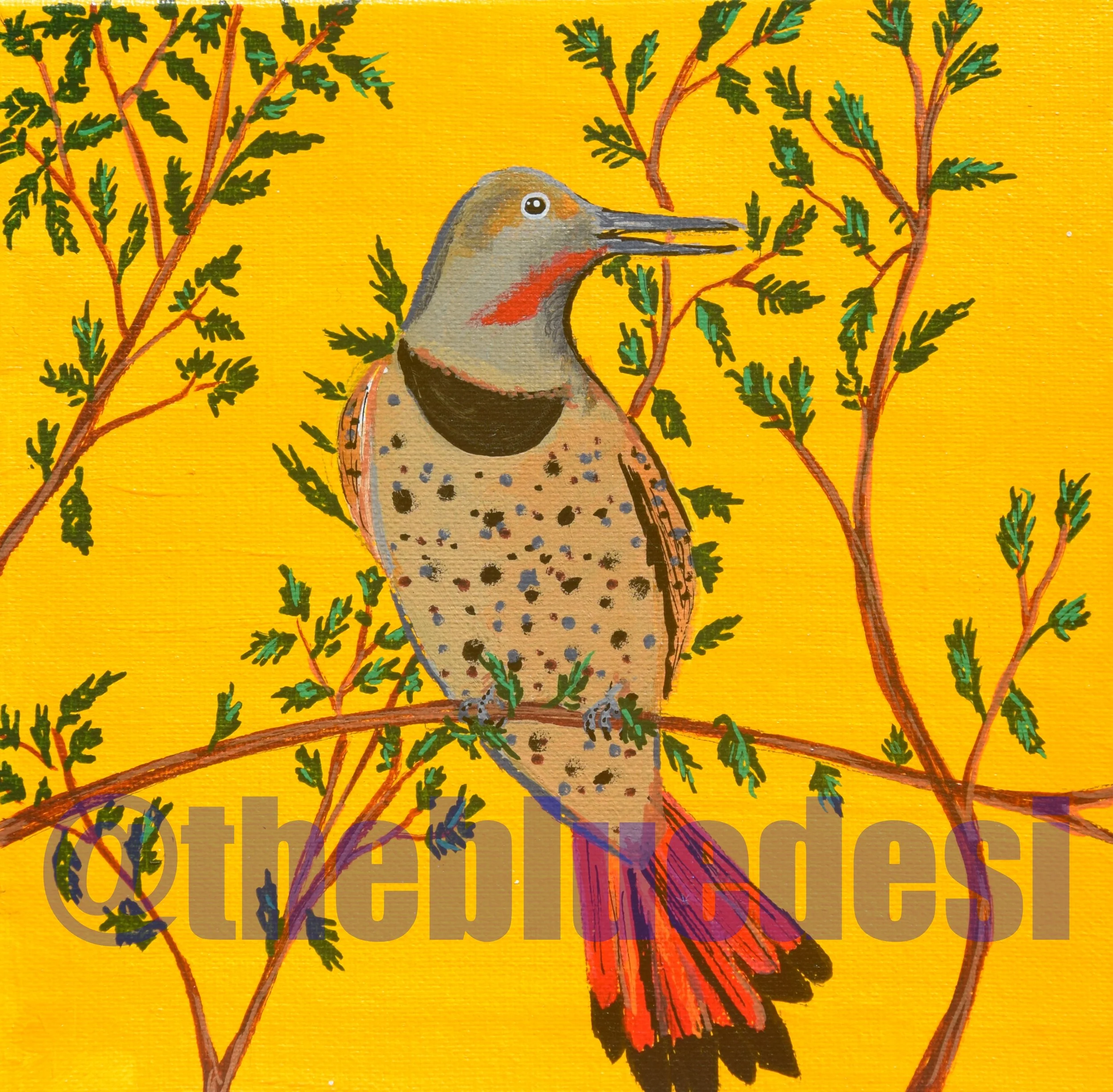 Northern Flicker