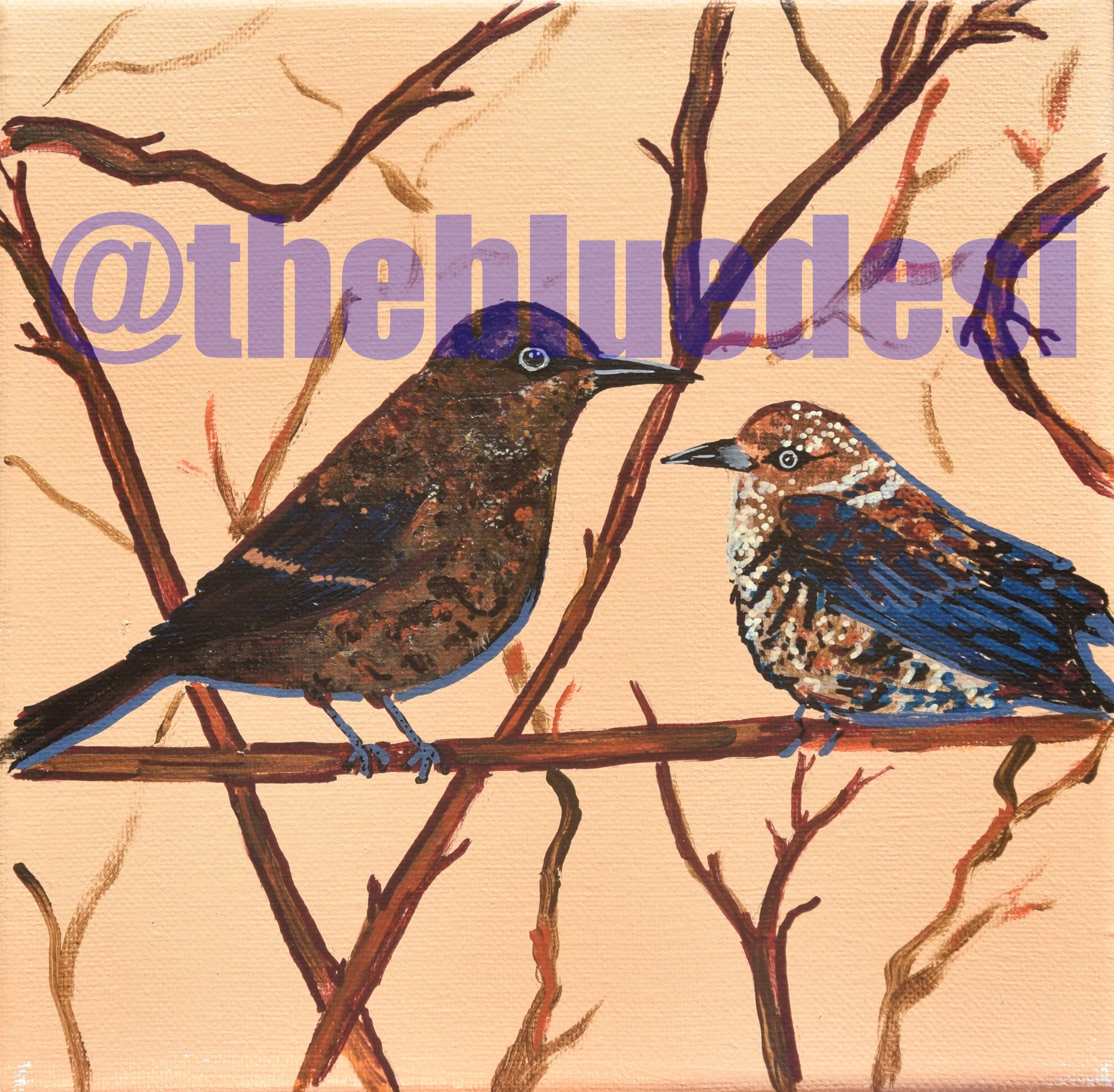 Rusty Blackbird