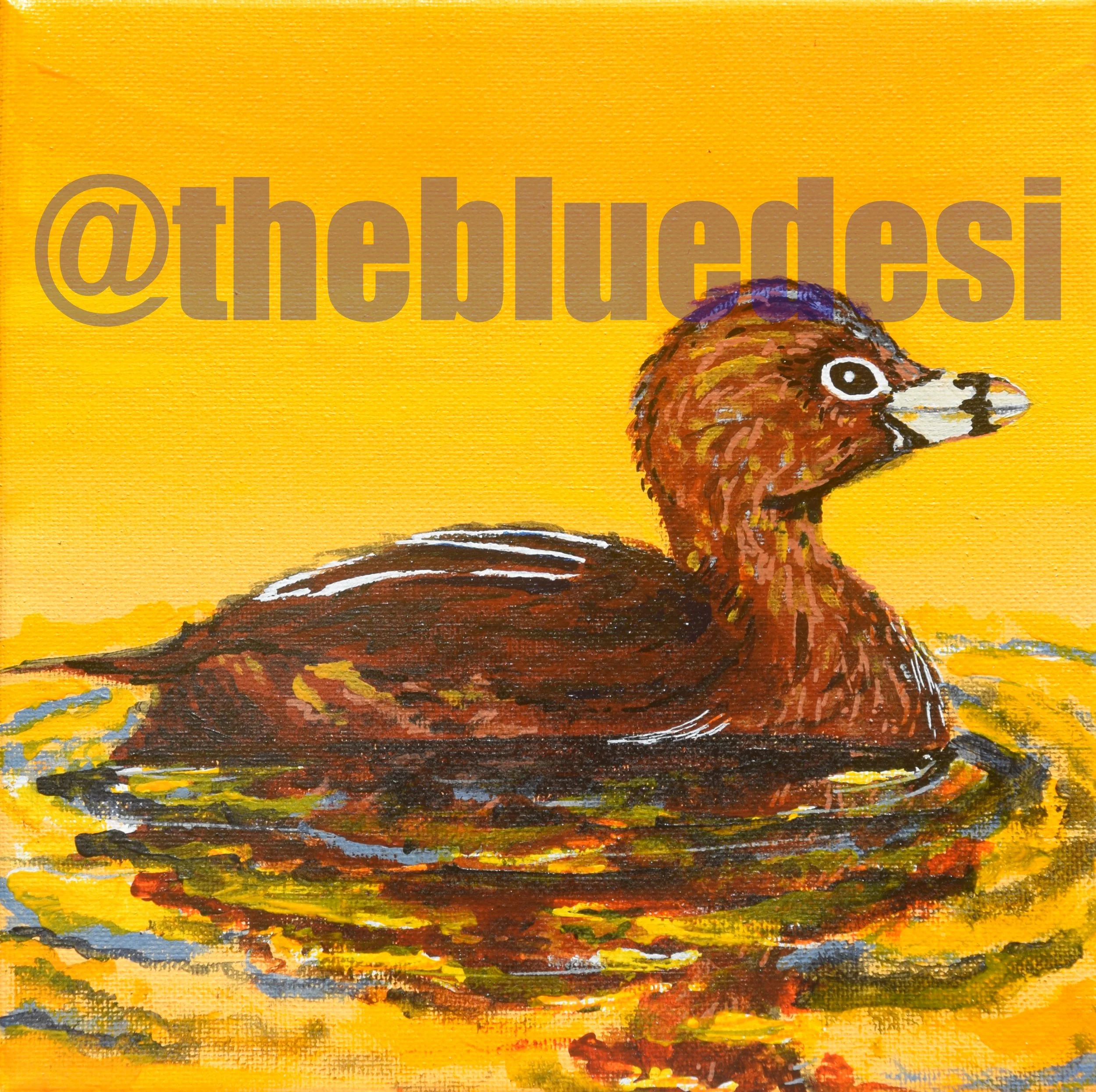 Ring Billed Grebe