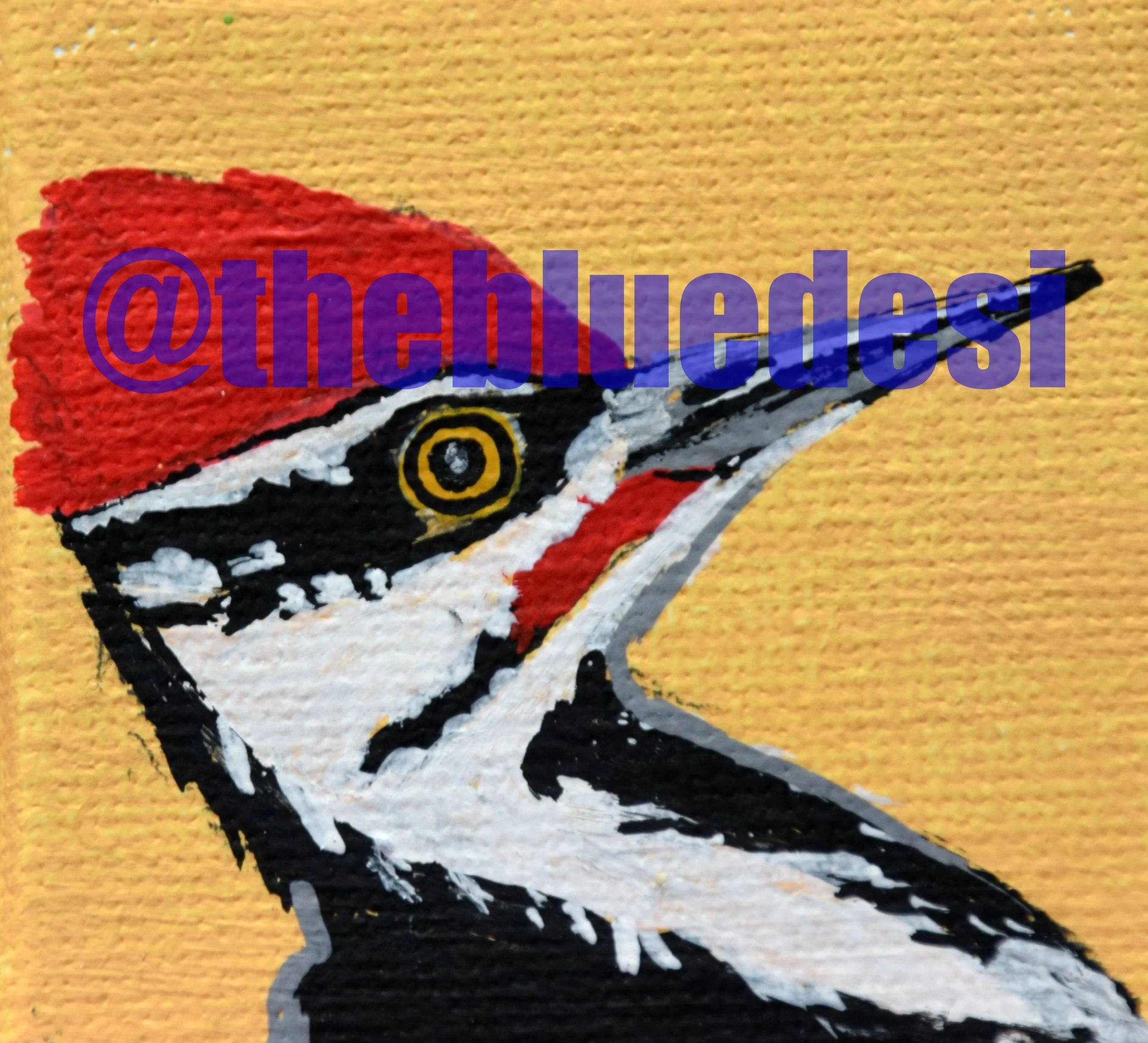 woodpecker-pileated