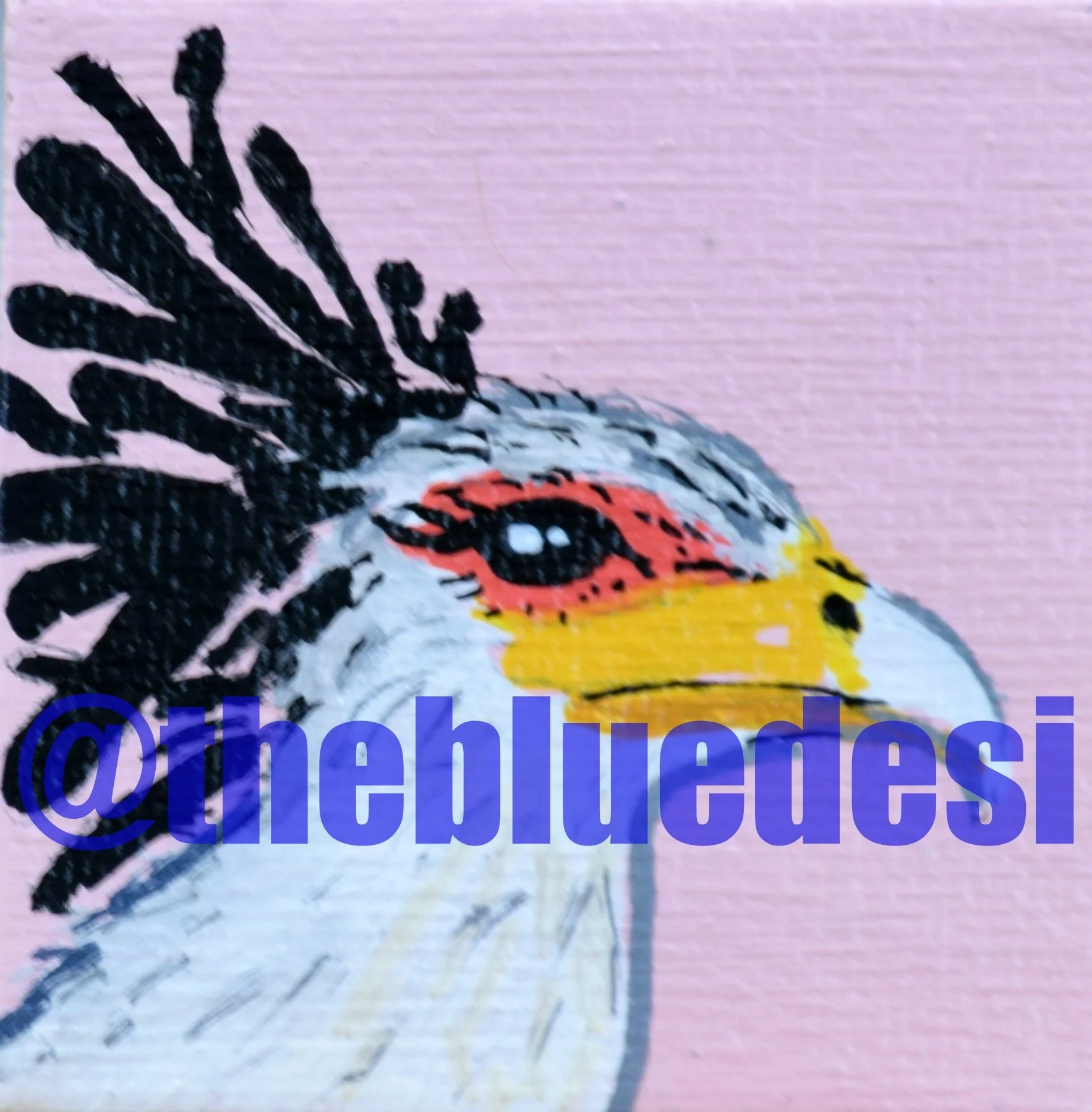 secretarybird1
