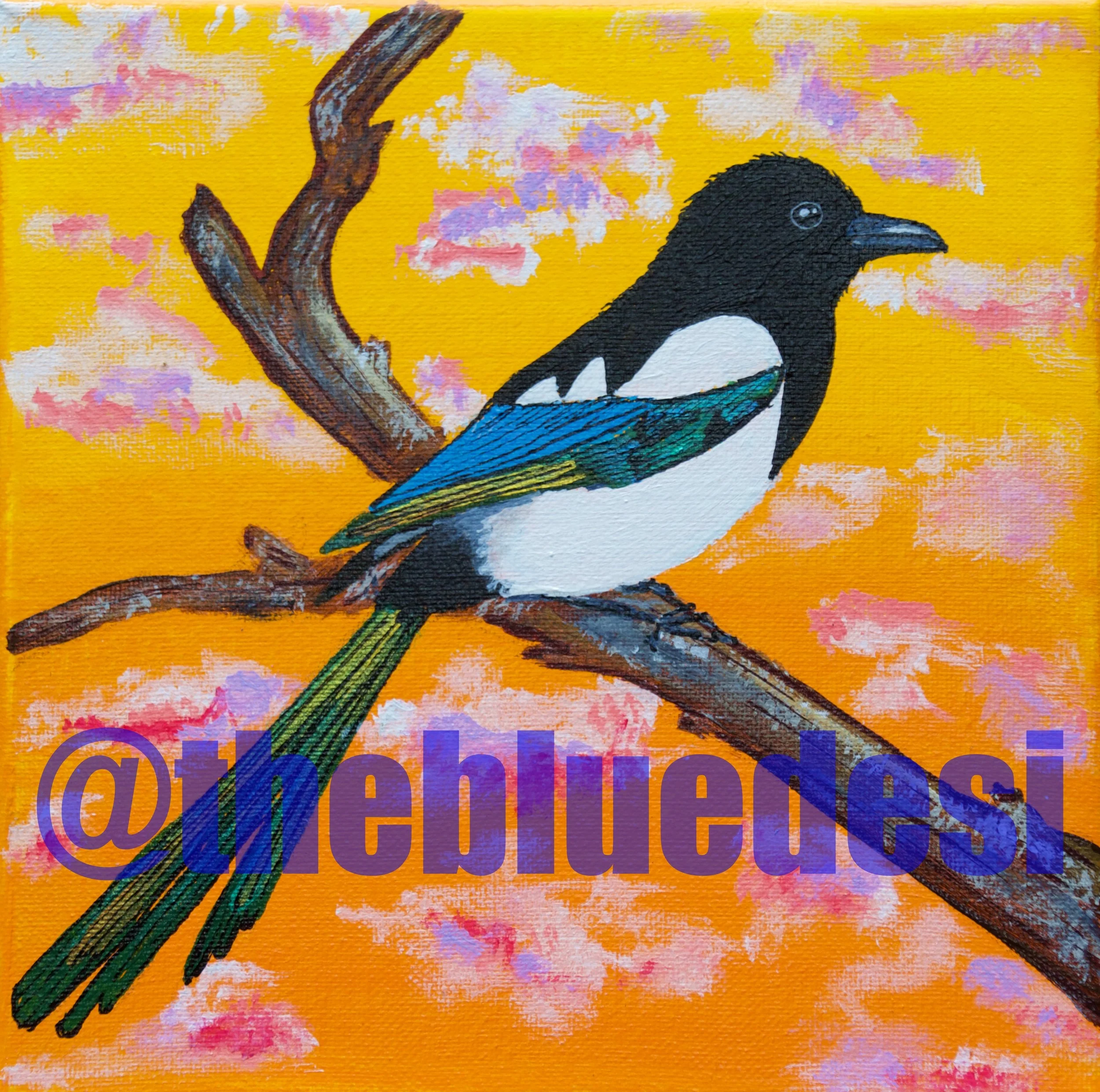Eurasian Magpie