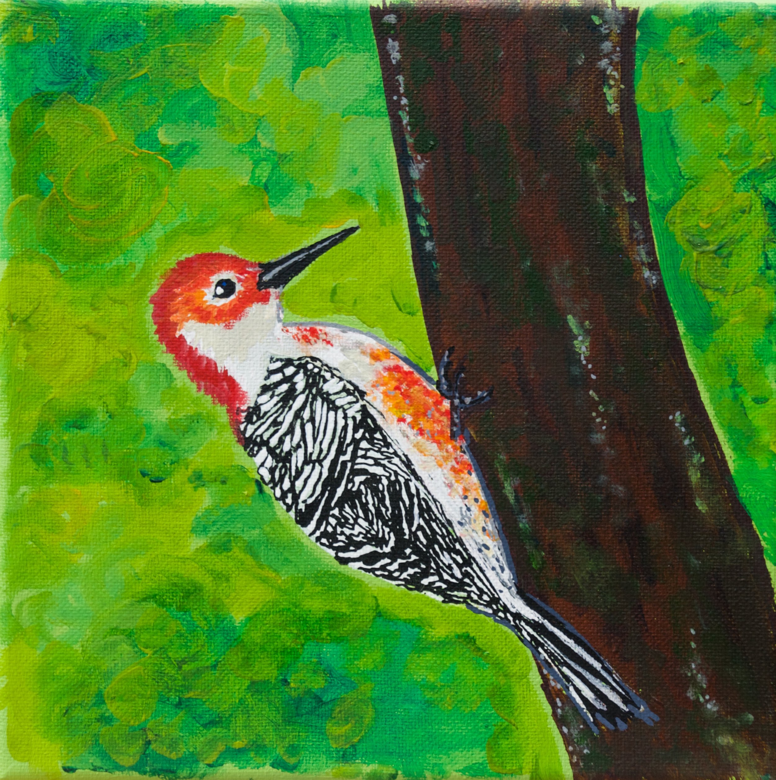 readbelliedwoodpecker.jpg