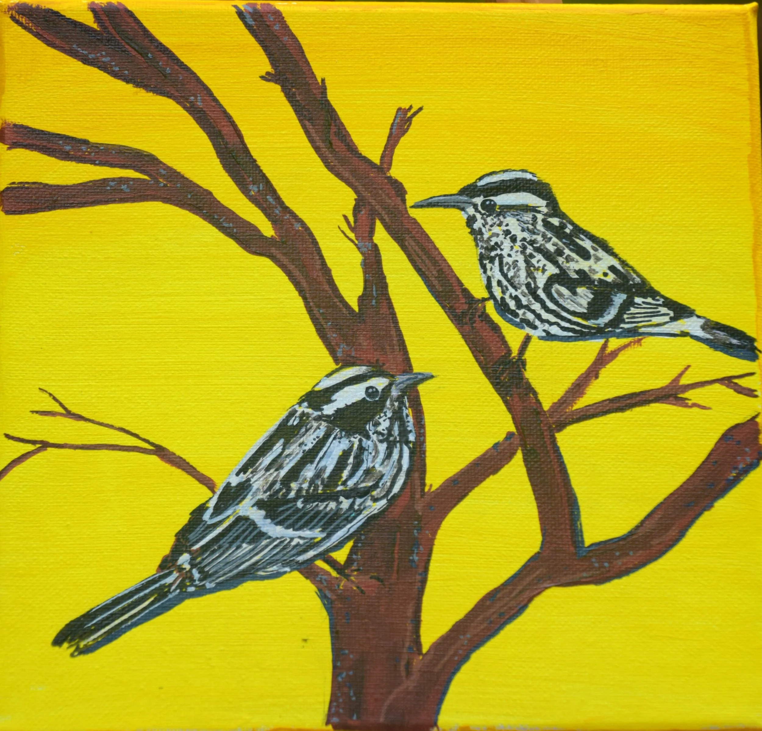 Black & White Warbler