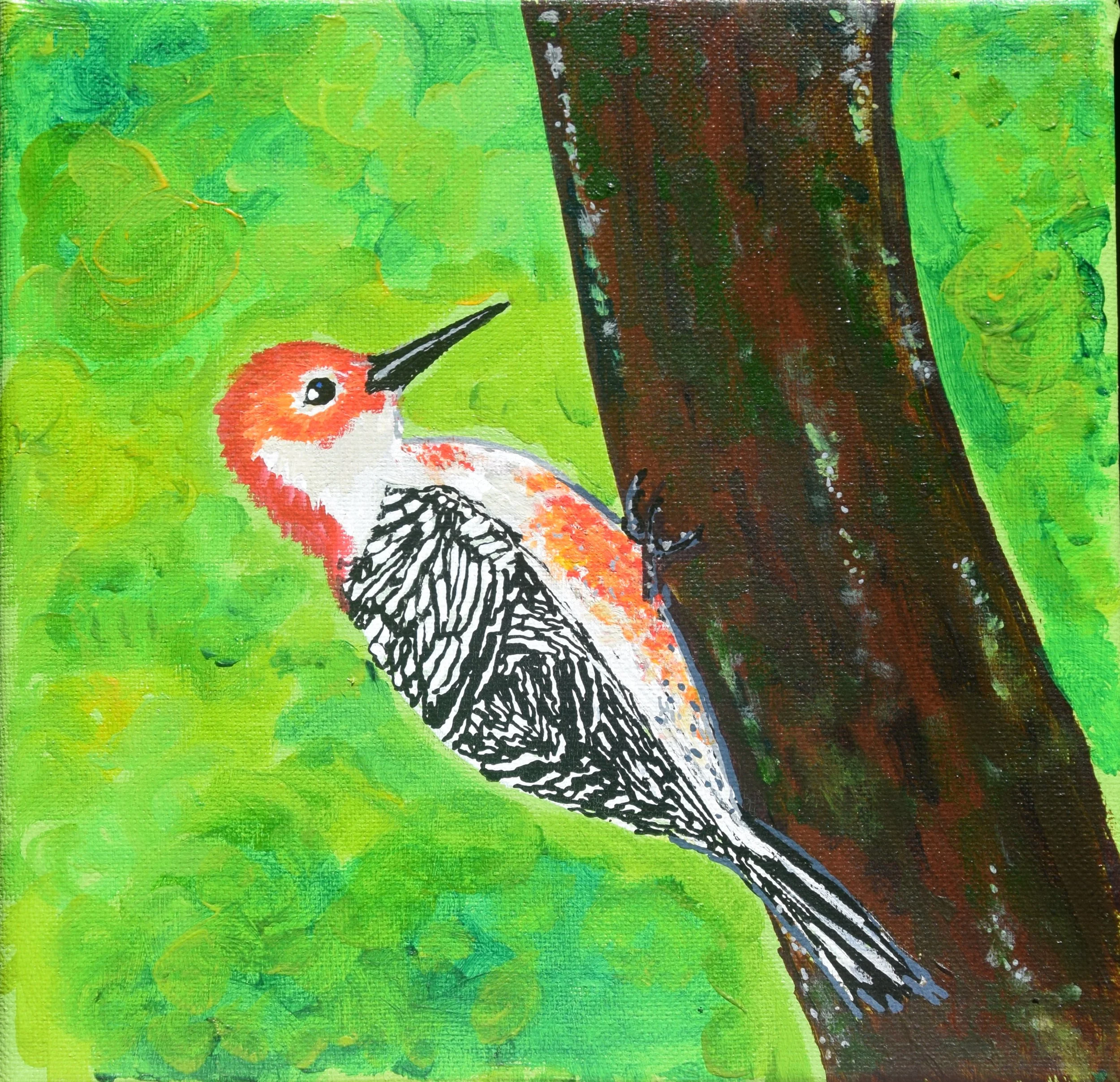 Red Bellied Woodpecker