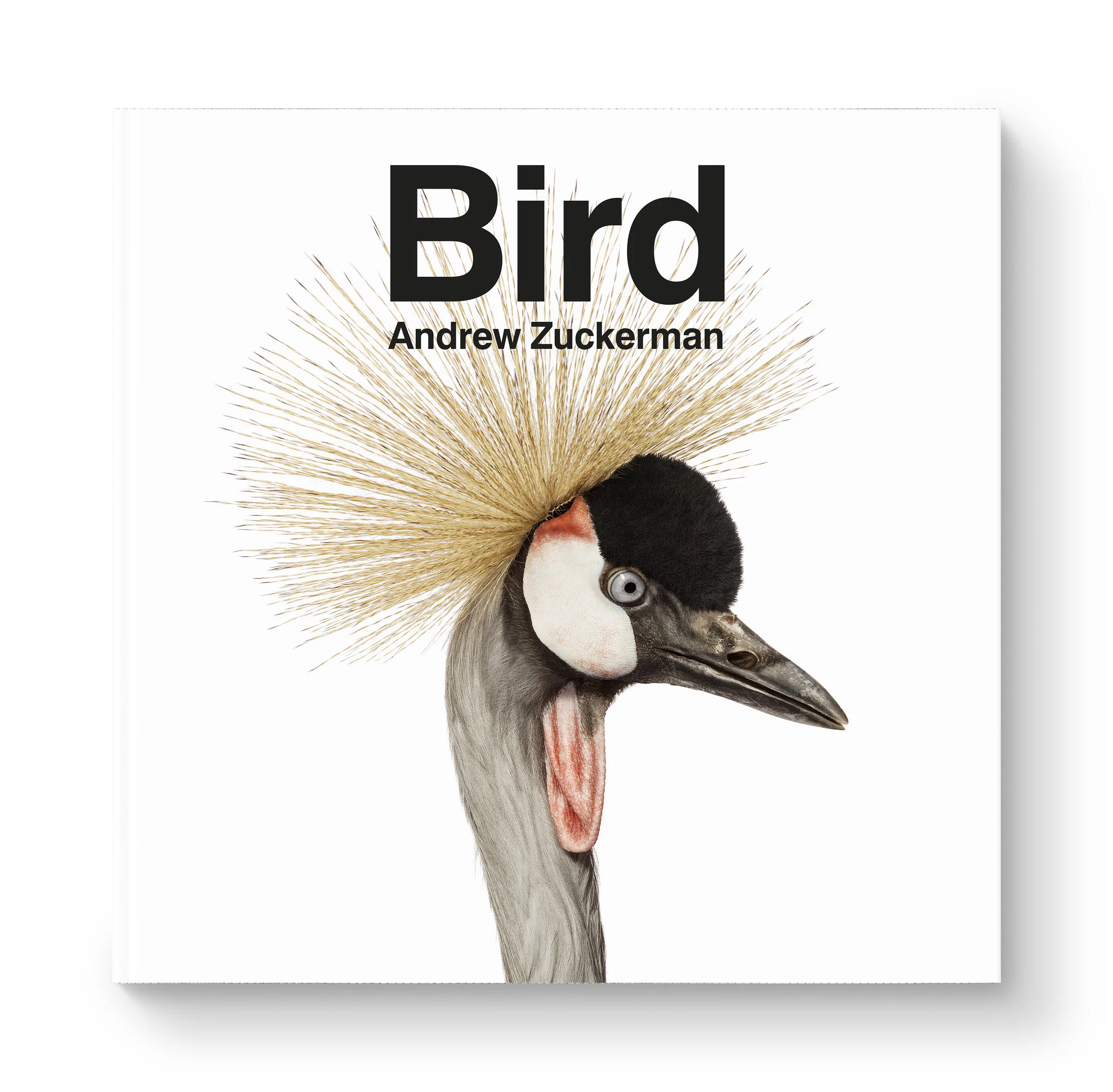 az-bird-jkt.jpg