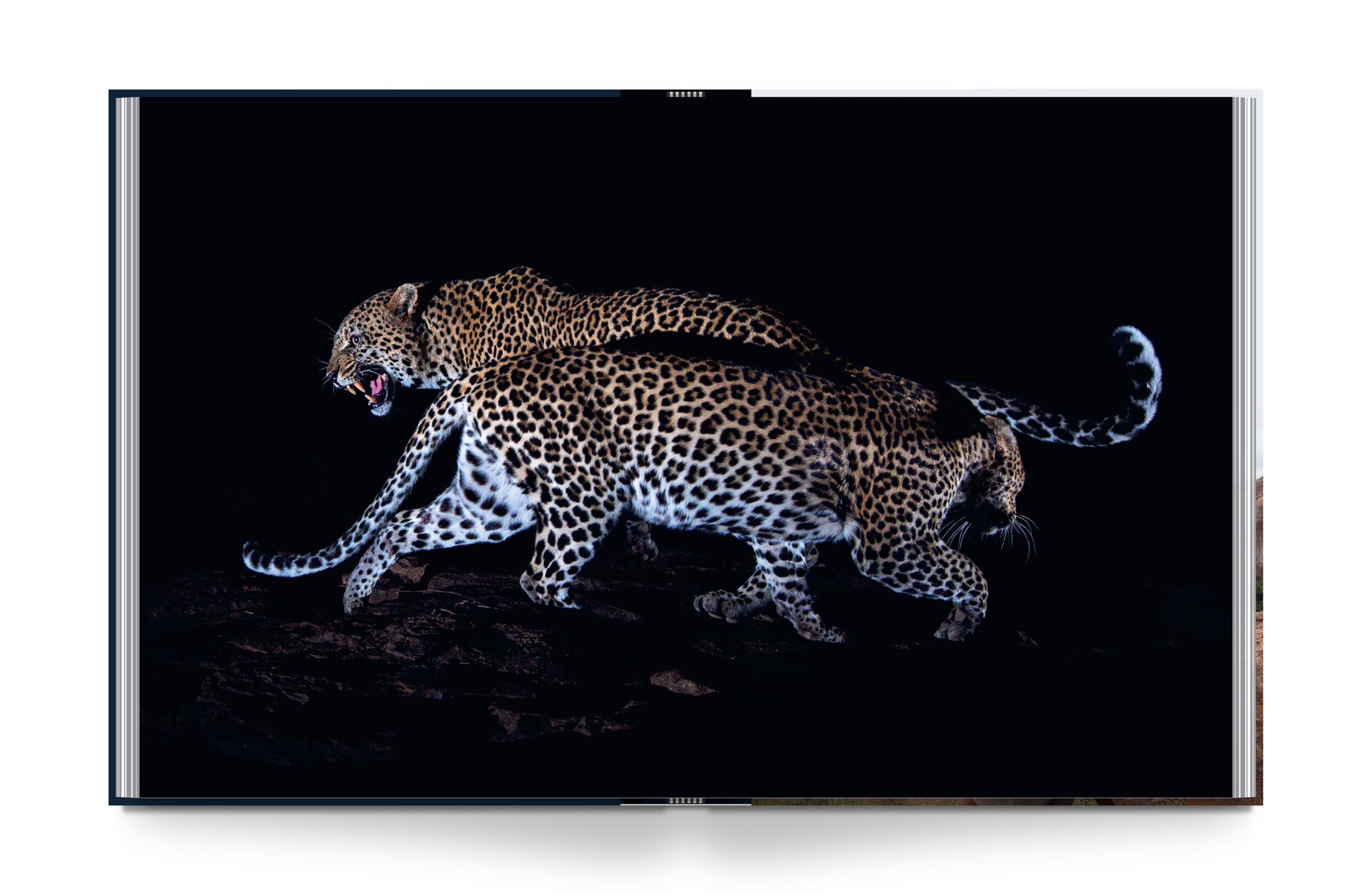 black-leopard-int-8.jpg