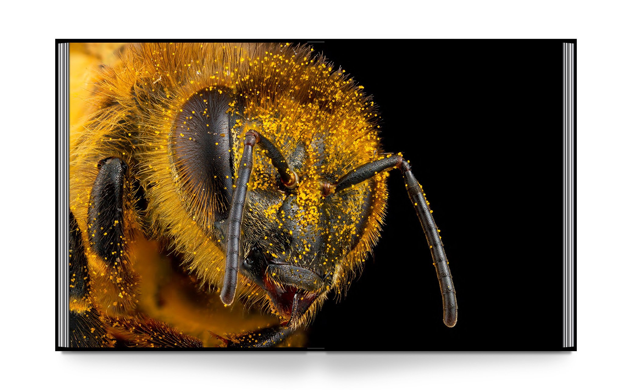 Seduction of the Honeybee_Int_20Oct23_B&R_LR 22.jpg