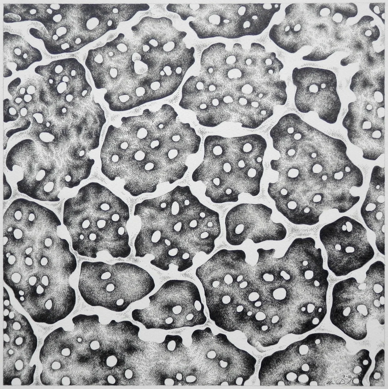 Ruellia Surface Study