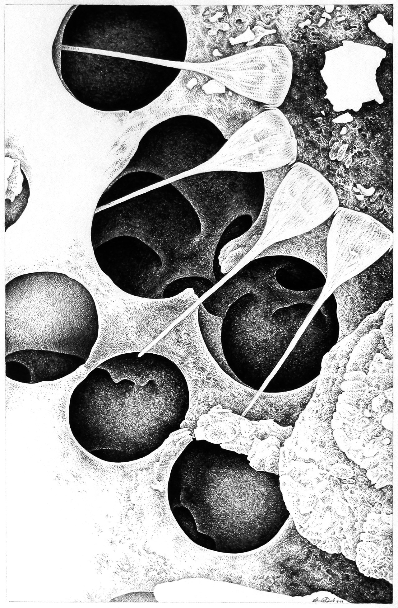 Asterionellopsis Chain