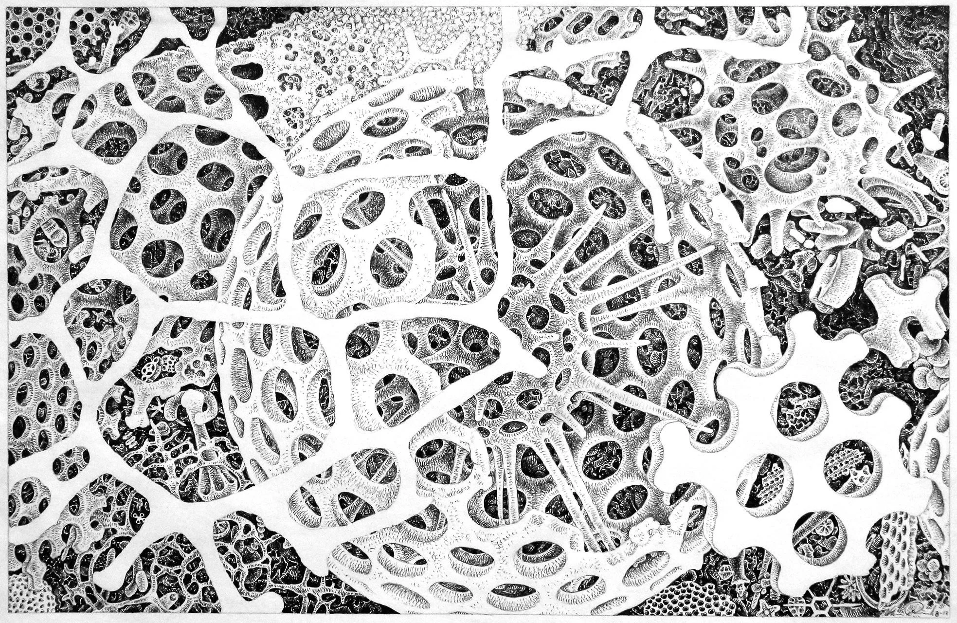 Radiolaria