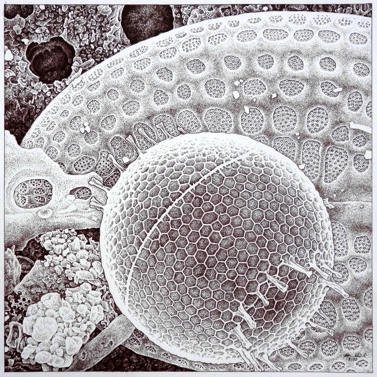 Stephanopyxis and Campyloneis