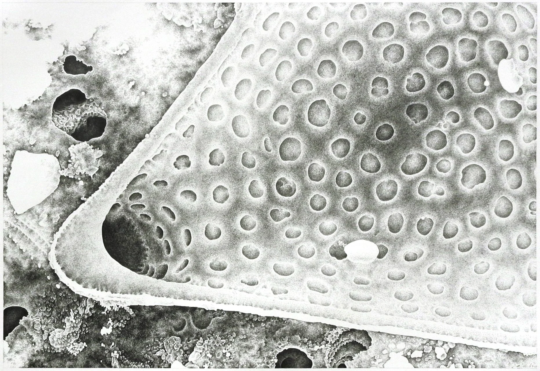 Triceratium Quadrant