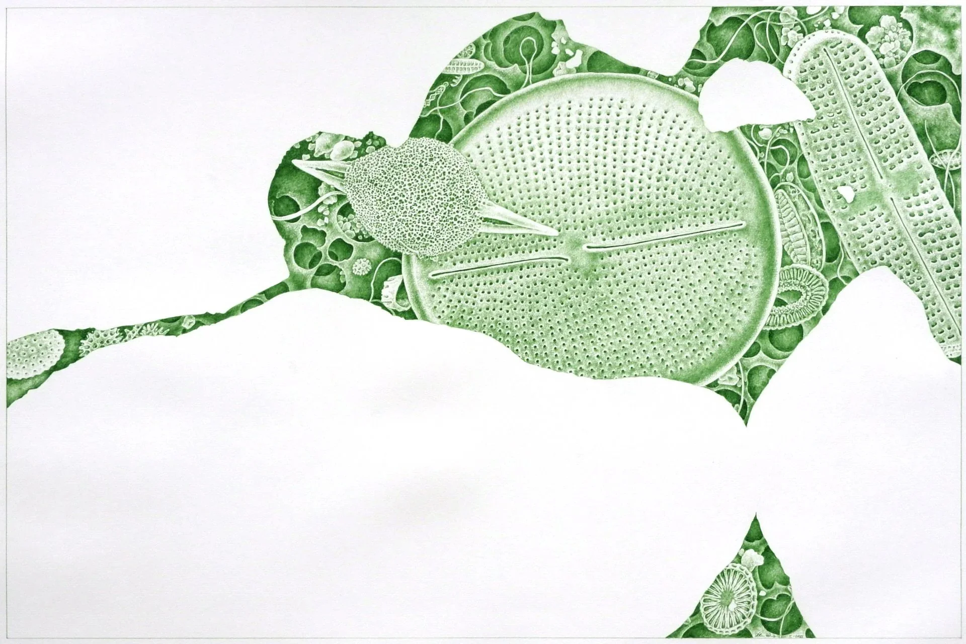 Haeckel Crevise in Green